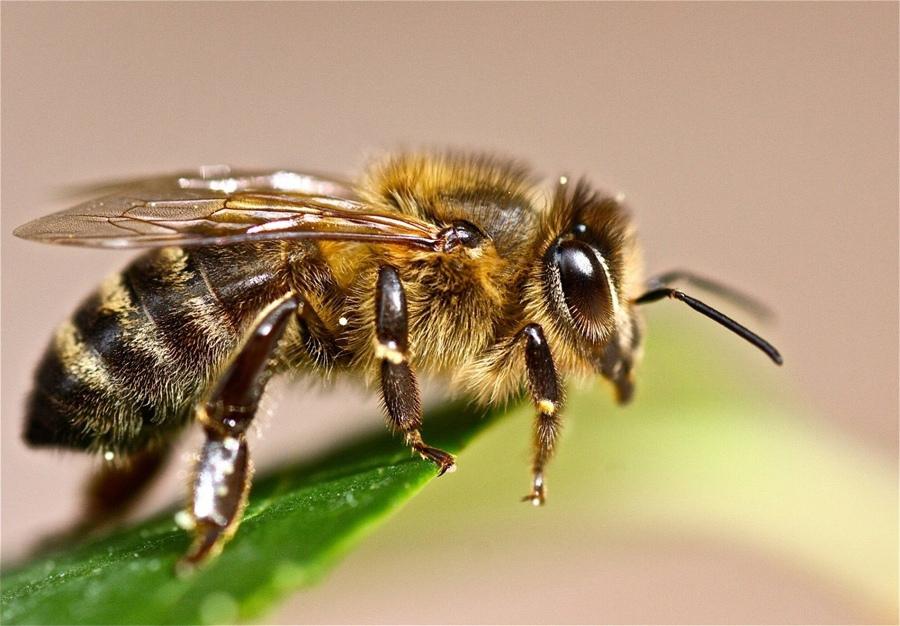 В гостях у пчелы